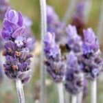 LAVANDA