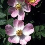 rosal silvestre
