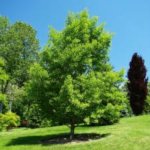 GINKGO