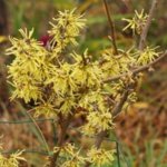 HAMAMELIS