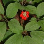 ginseng