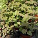 hierba de san roberto