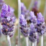 imagen de una planta de lavanda